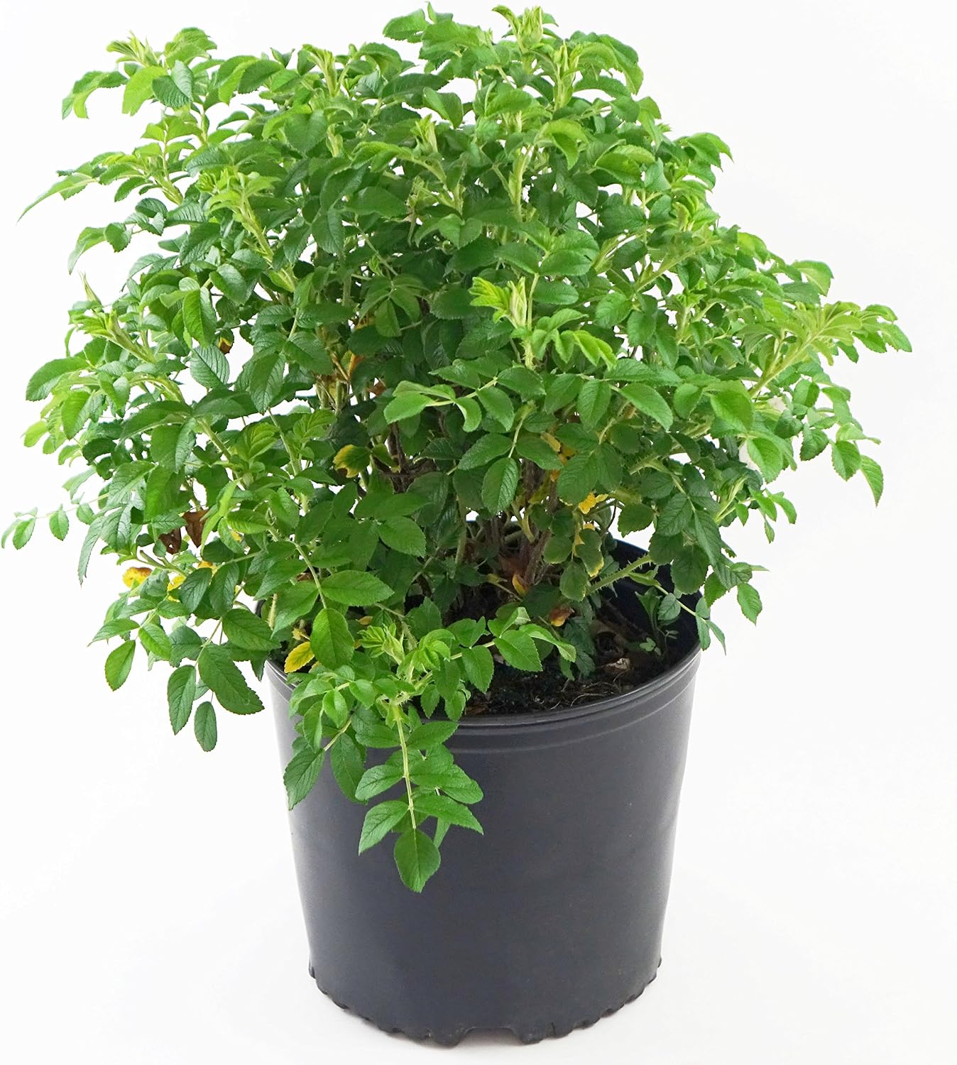 Rosa X Purple Pavement (Rose) Rose, purple flowers, #3 - Size Container