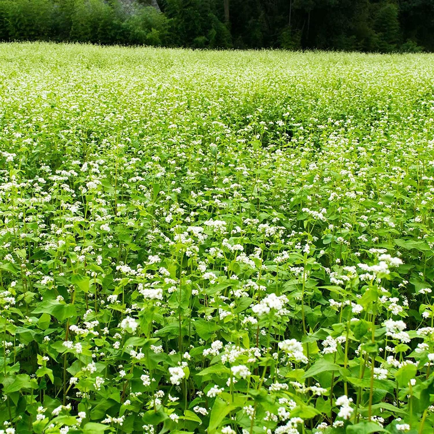 Mountain Valley Seed Co Buckwheat Seeds - 25 Lb Bulk ~300,000 Seeds
