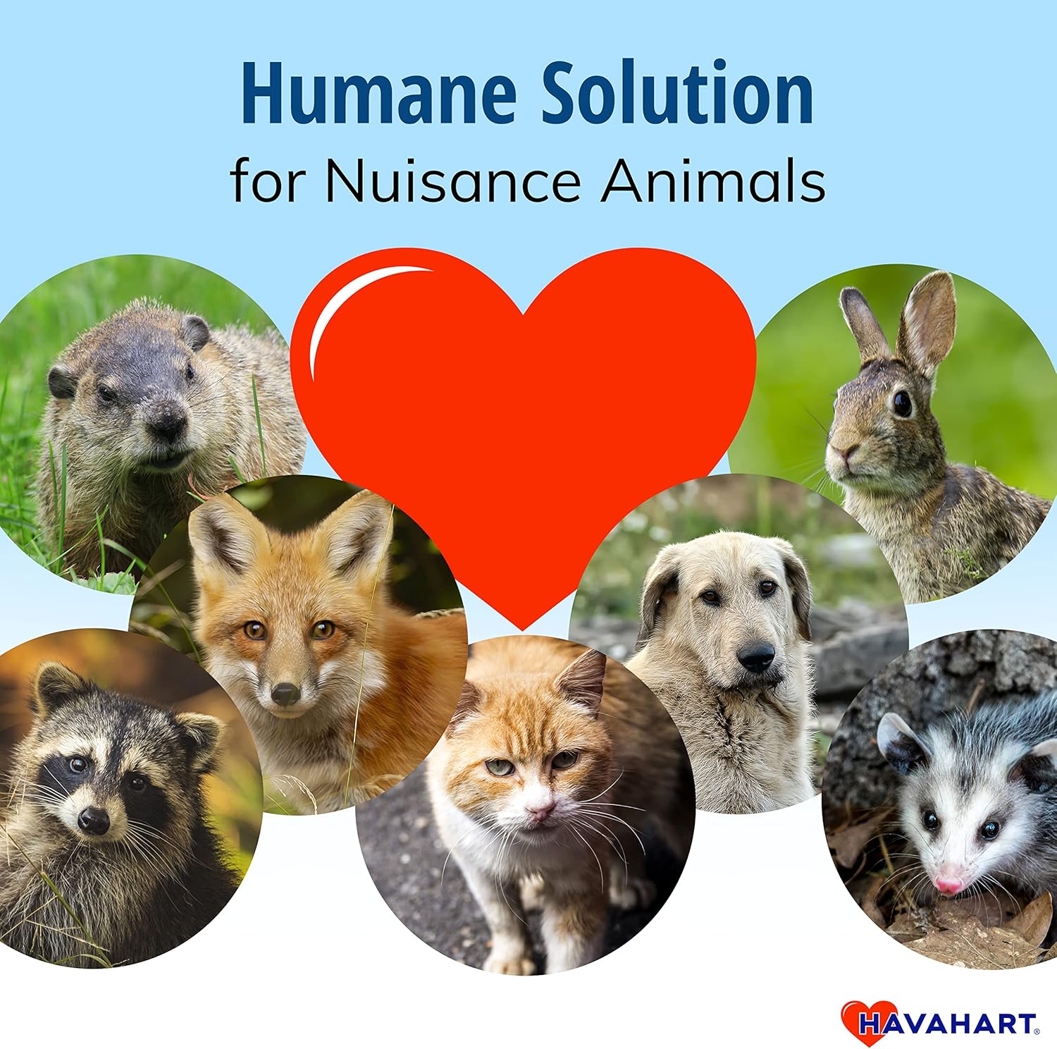 Havahart Easy-Set Catch and Release Small 1-Door Humane Live Animal Trap for Squirrels, Rabbits, Skunks, and Other Small Animals - 1083