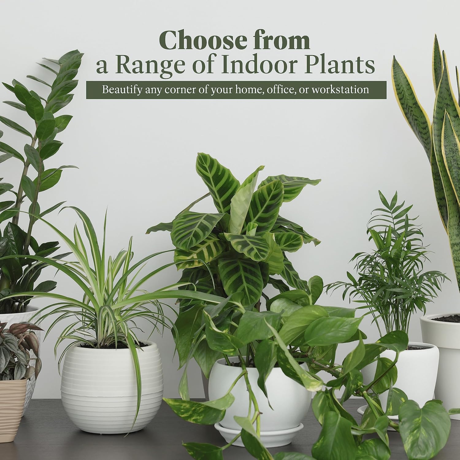 American Plant Exchange Snake Plant – Medium 6-Inch Pot Yellow Sansevieria Trifasciata, Drought-Tolerant, Air-Purifying Live Houseplant for Home