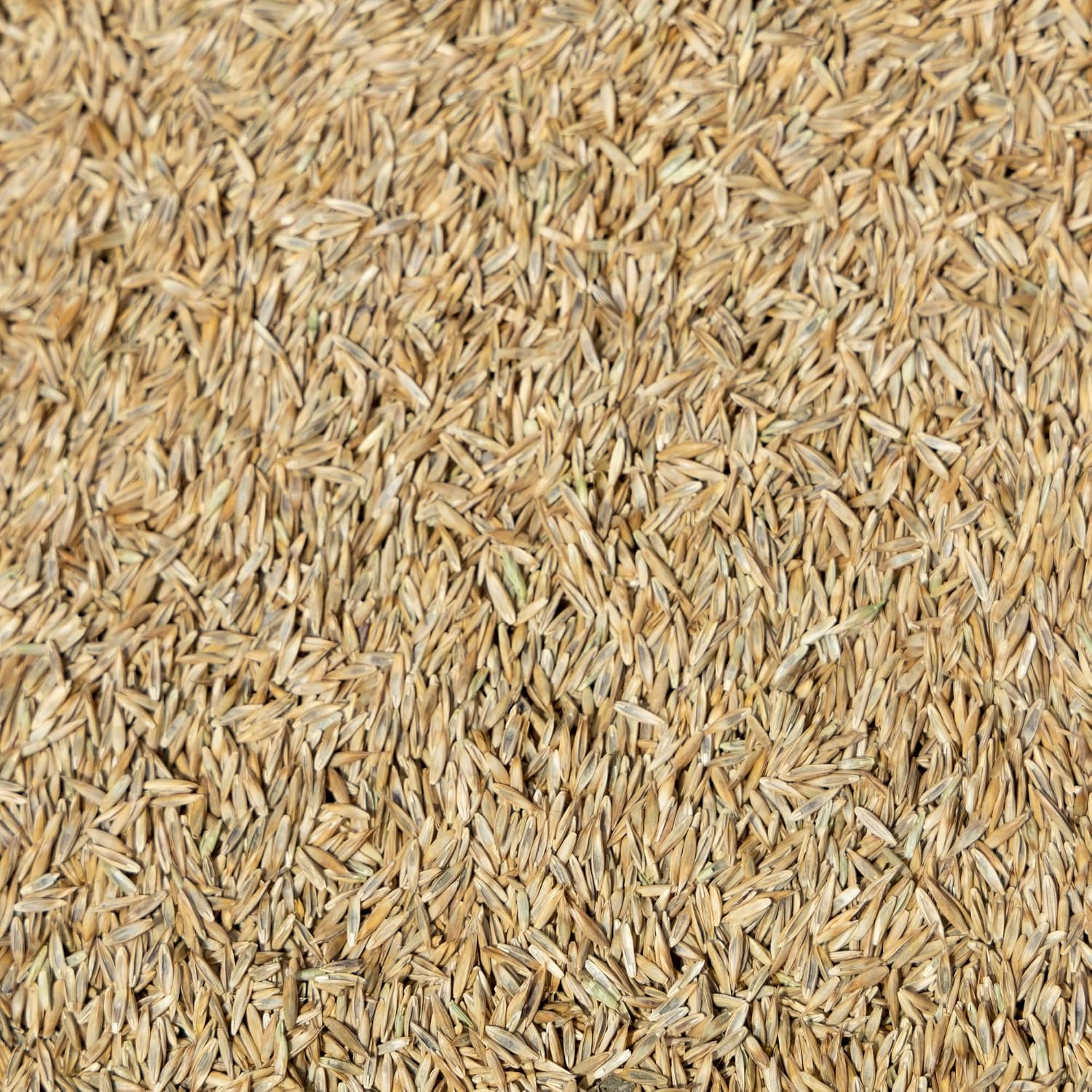 Jonathan Green (10323) Black Beauty Ultra Grass Seed - Cool Season Lawn Seed (25 lb)