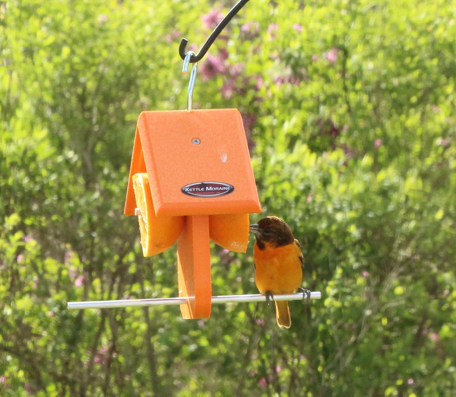 Recycled Single Oriole Orange Fruit Feeder