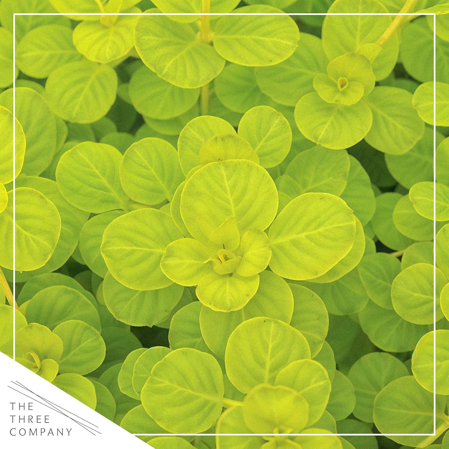 Creeping Jenny (Lysimachia nummularia) (2 Pack) - Live Trailing Ground Cover Perennial, 6" Tall by 4" Wide in 1 Pt Pot