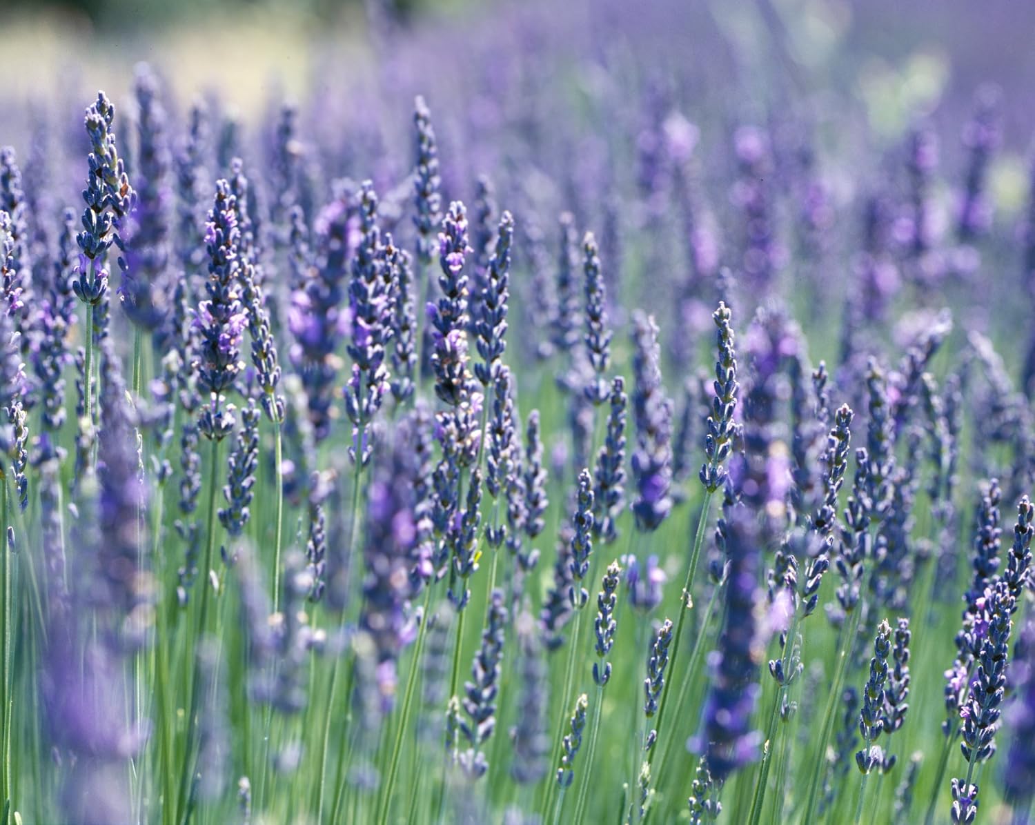 Clovers Garden French Lavender Herb Plant Two (2) Live Plants Non-GMO Each 4" to 8" Tall in 4" Pots - Everblooming, Mild Scent, Dries Well