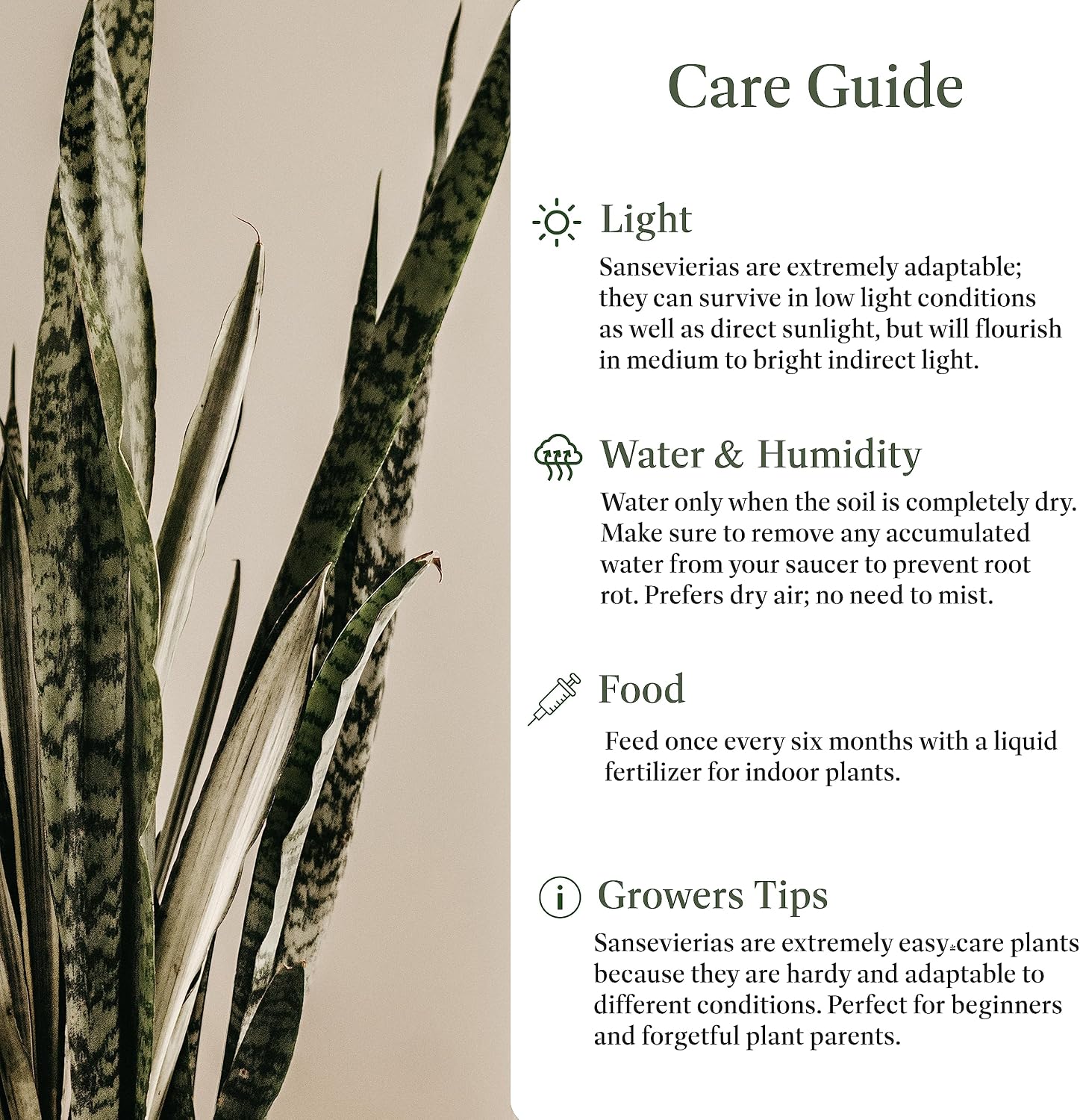 American Plant Exchange Snake Plant – Medium 6-Inch Pot Yellow Sansevieria Trifasciata, Drought-Tolerant, Air-Purifying Live Houseplant for Home
