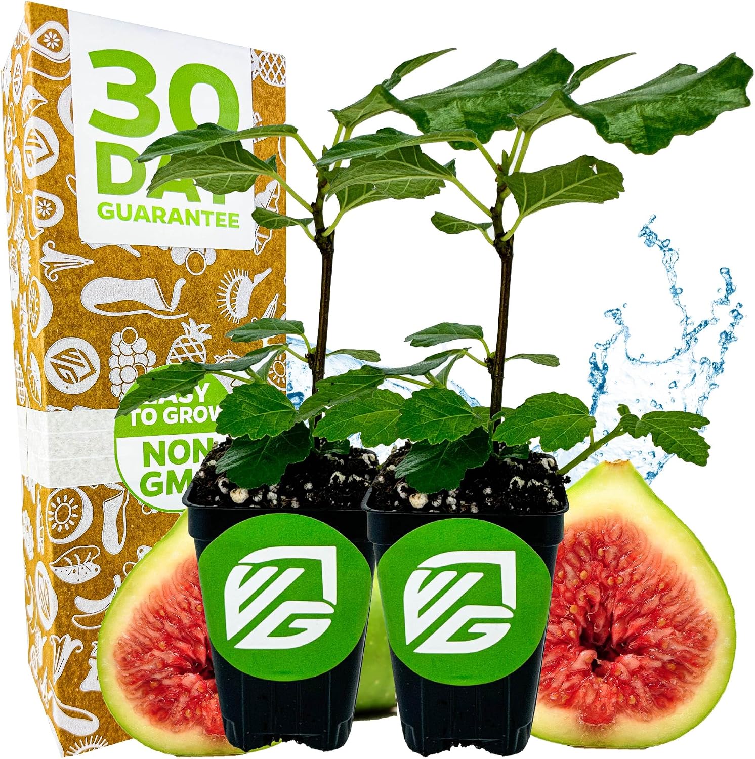 Beer's Black Fig Tree (Dwarf Habit) Live Plant - Ficus carica 'Beer's Black' - Wellspring Gardens - Cold-Hardy Fig, Dwarf Fig Tree, Compact Fig Plant - Fruit Bearing Starter Tree