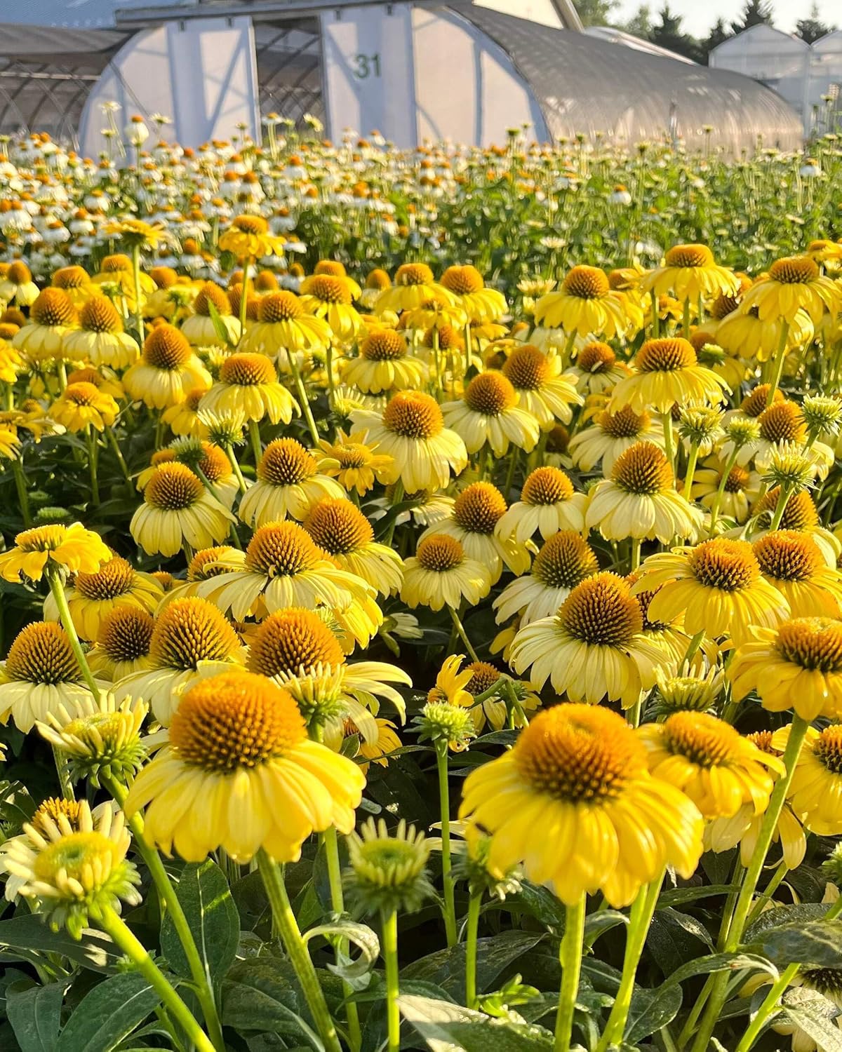 Echinacea purpurea ‘Cheyenne Spirit’ (Coneflower) Live Perennial, Size-#1 Container, Mixed Color Summer Flowers, USDA Zones 4-8