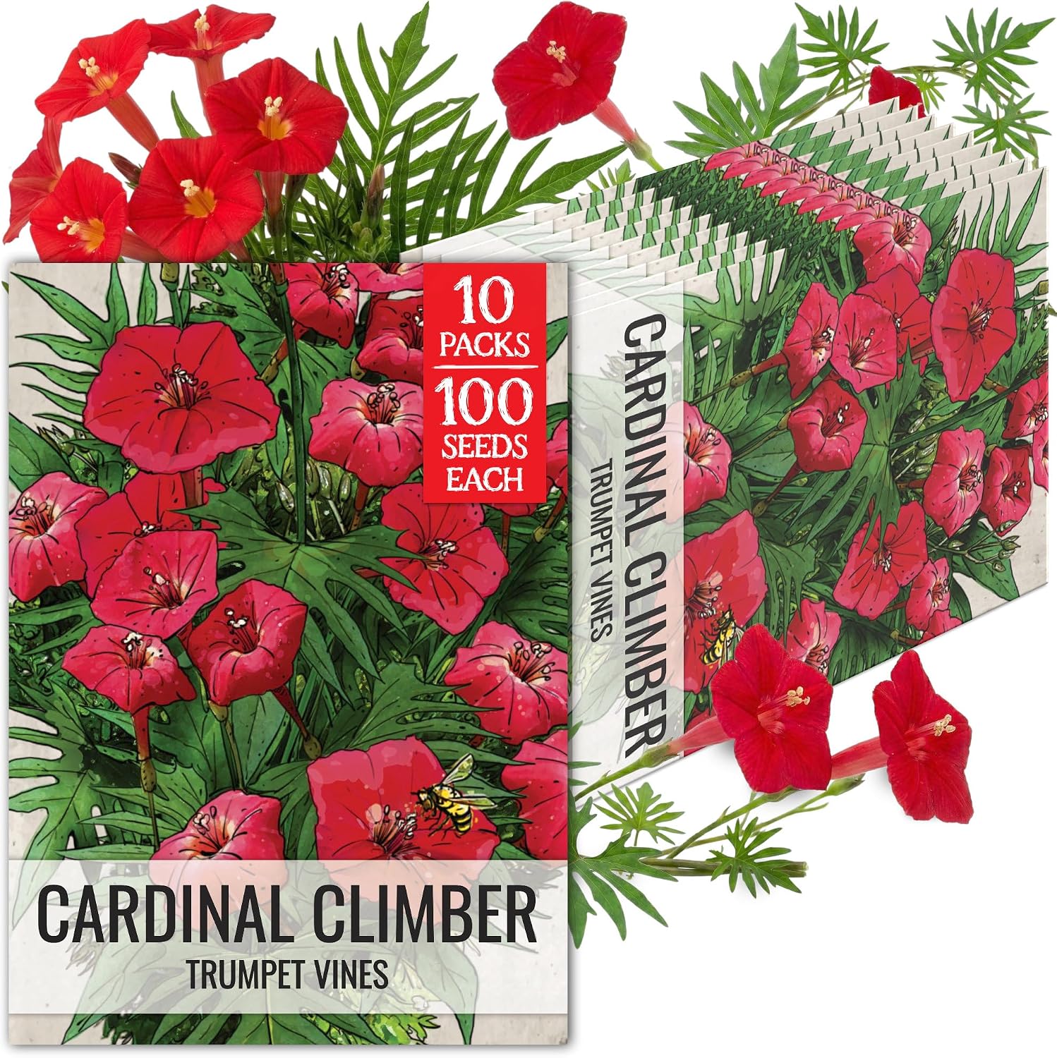 Seed Needs Cardinal Climber Seeds to Plant Red Flowering Vines 2 Packs
