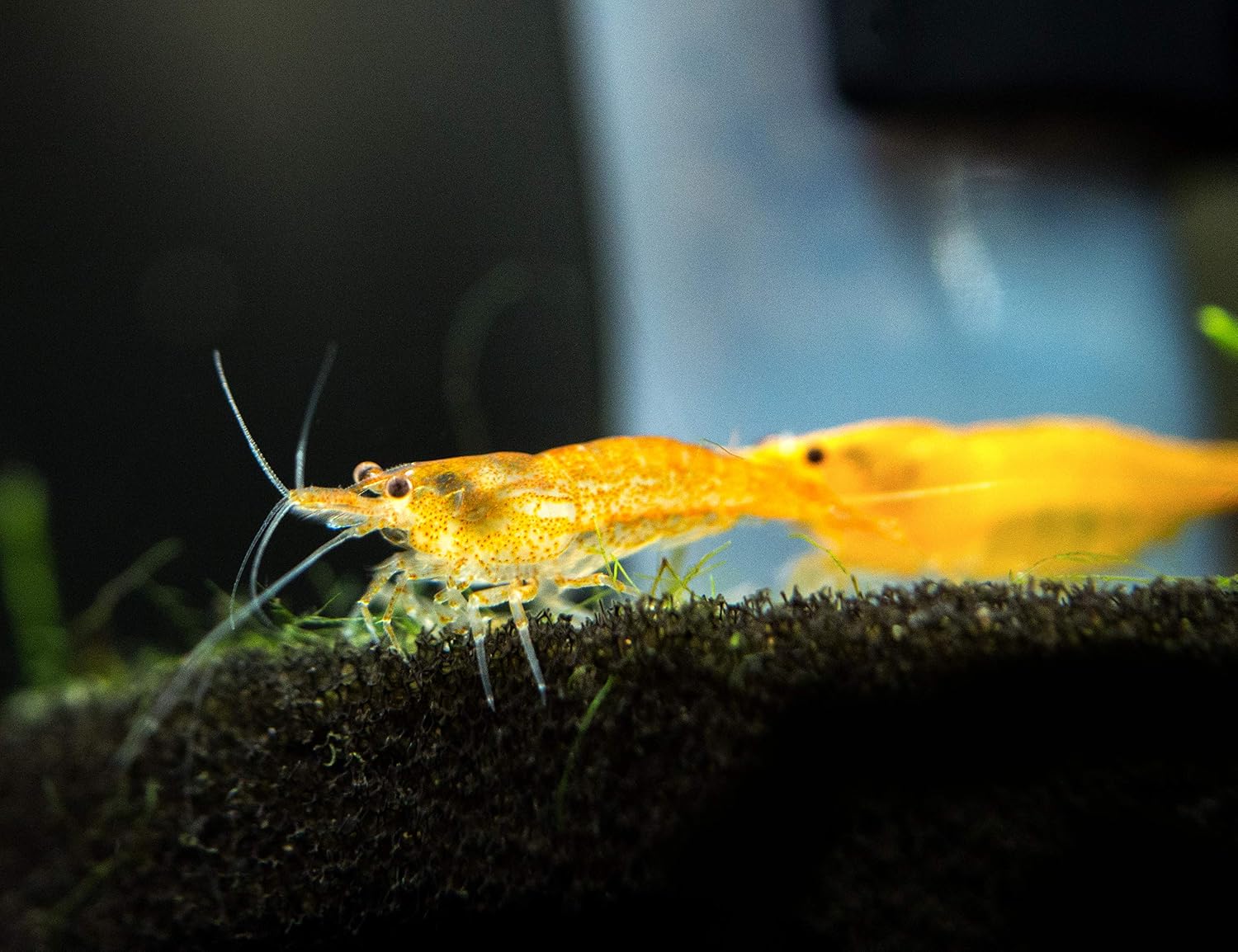 1 Live Orange Sakura Shrimp (Neocaridina davidi) - Breeding Age Young Adults at 1/2 to 1 Inch Long