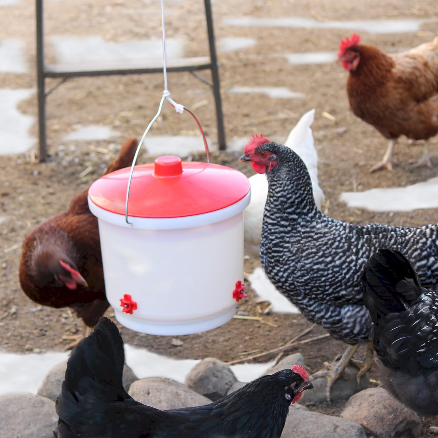 Farm Innovators RN-4 Side Mount Poultry Watering Nipples, 4-Pack