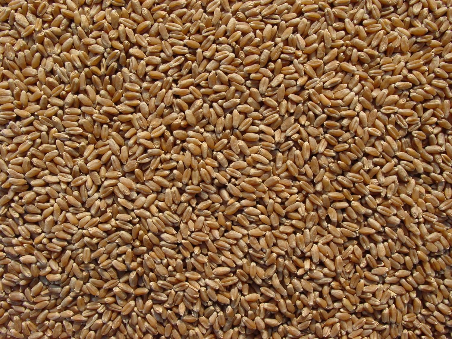 Hard Red Wheat 15 Lbs, Joseph's Grainery Wheat Berries, All Natural, Non-GMO, Kosher Certified