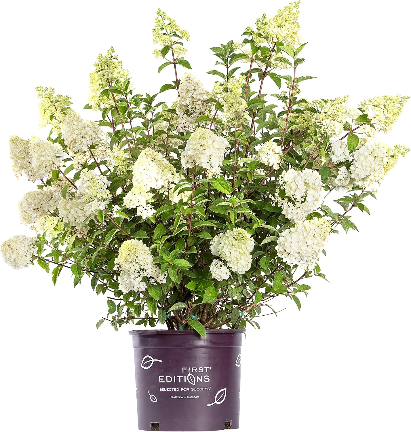 First Editions - Hydrangea pan. Vanilla Strawberry (Panicle Hydrangea) Shrub, white/pink/red flowers, #3 - Size Container