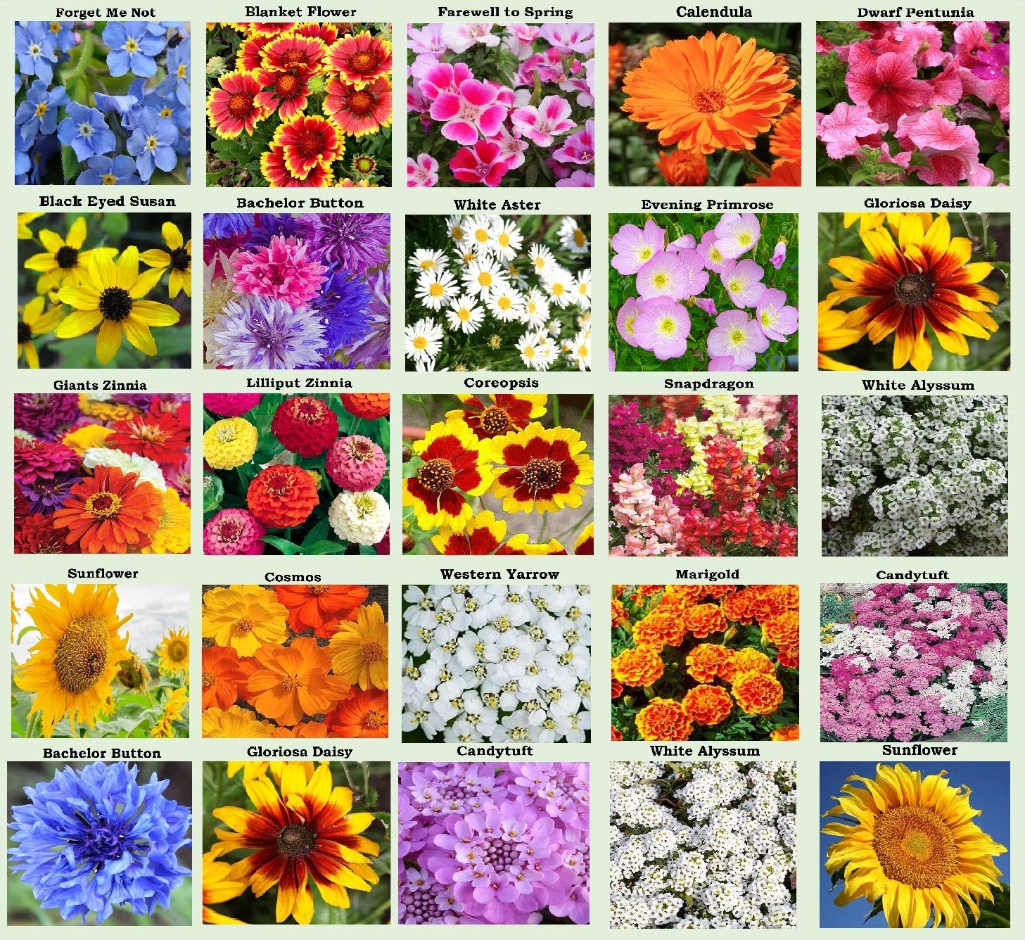 25 Heirloom Flower Seed Packets for Planting: 20+ Varieties Flower Seeds - Forget Me Not, Sunflower, Marigold, Zinnia Lilliput, Snapdragon