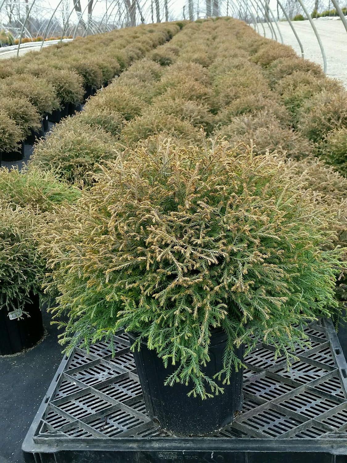 Live Plant Thuja-X Green Giant Evergreen Tree (Western Arborvitae), 3-Gallon Fully Potted Plant from Green Promise Farms