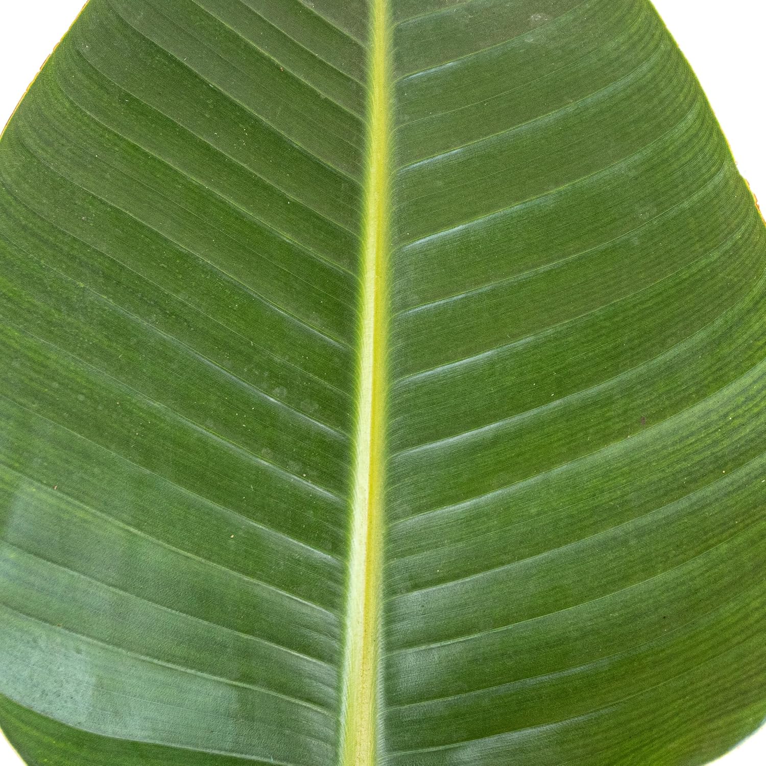 White Bird of Paradise Live Plant 10 inch Pot United Nursery