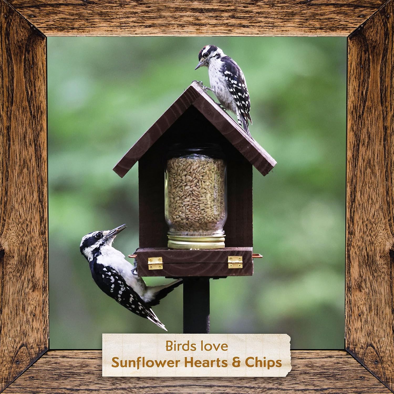 Morning Song Sunflower Hearts & Chips Wild Bird Food, No Mess Sunflower Seeds for Birds, 5.5-Pound Bag | No Mess Sunflower Seeds for Birds