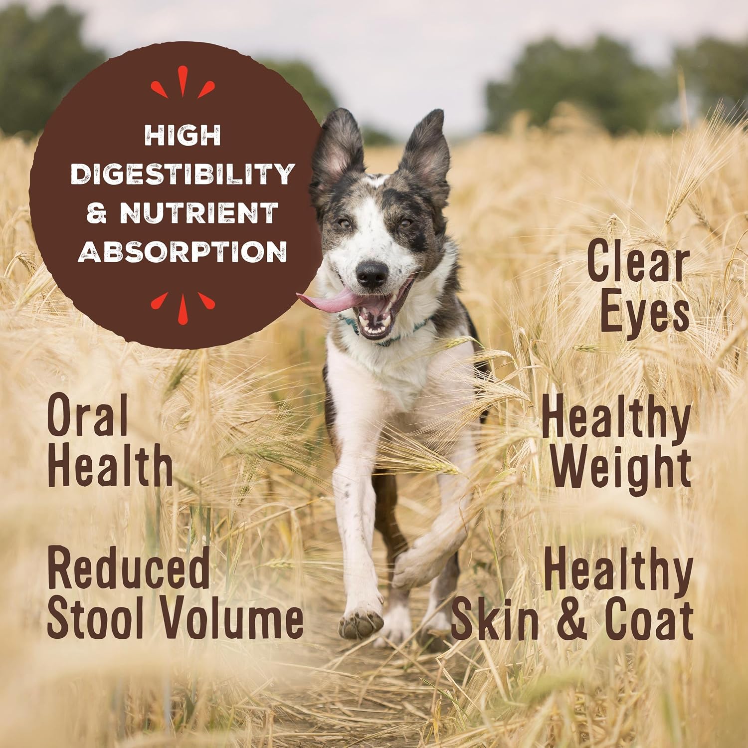 Primal Freeze Dried Raw Dog Food Nuggets, Beef, 14 oz | Complete & Balanced Nutrition, Meal, Topper or Treat, Grain-Free, High Protein, No Synthetic Vitamins & Minerals
