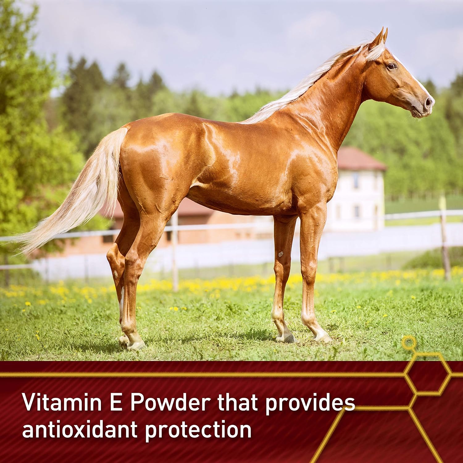 Vita Flex Pro E-5000 Premium Horse Vitamin E Powder, 4 lbs, 128-Day Supply