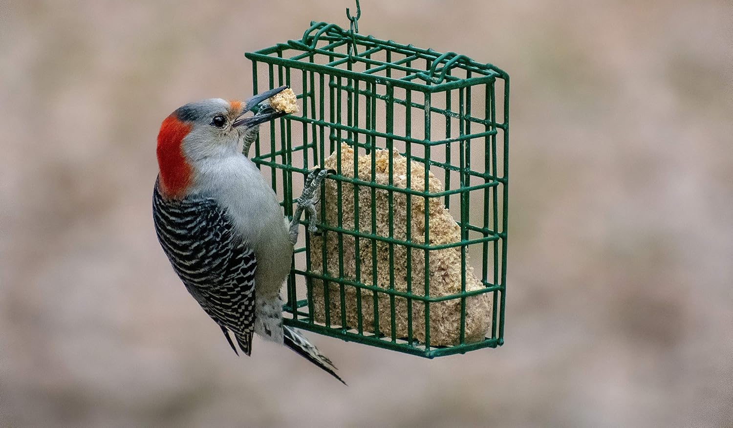 C&S Woodpecker Delight No-Melt Suet Dough