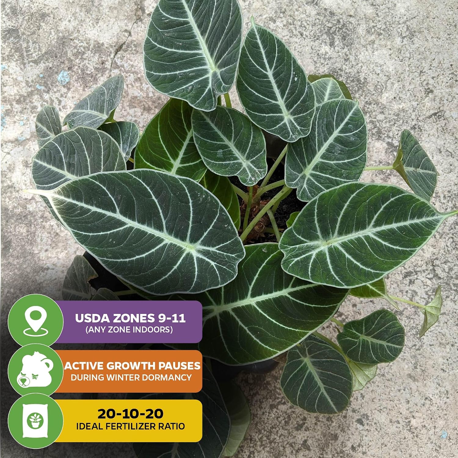 Stingray Elephant Ear Live Plant - Alocasia stringray by Wellspring Gardens - Alocasia - Unique Foliage - Versatile Plant - Tropical Plant