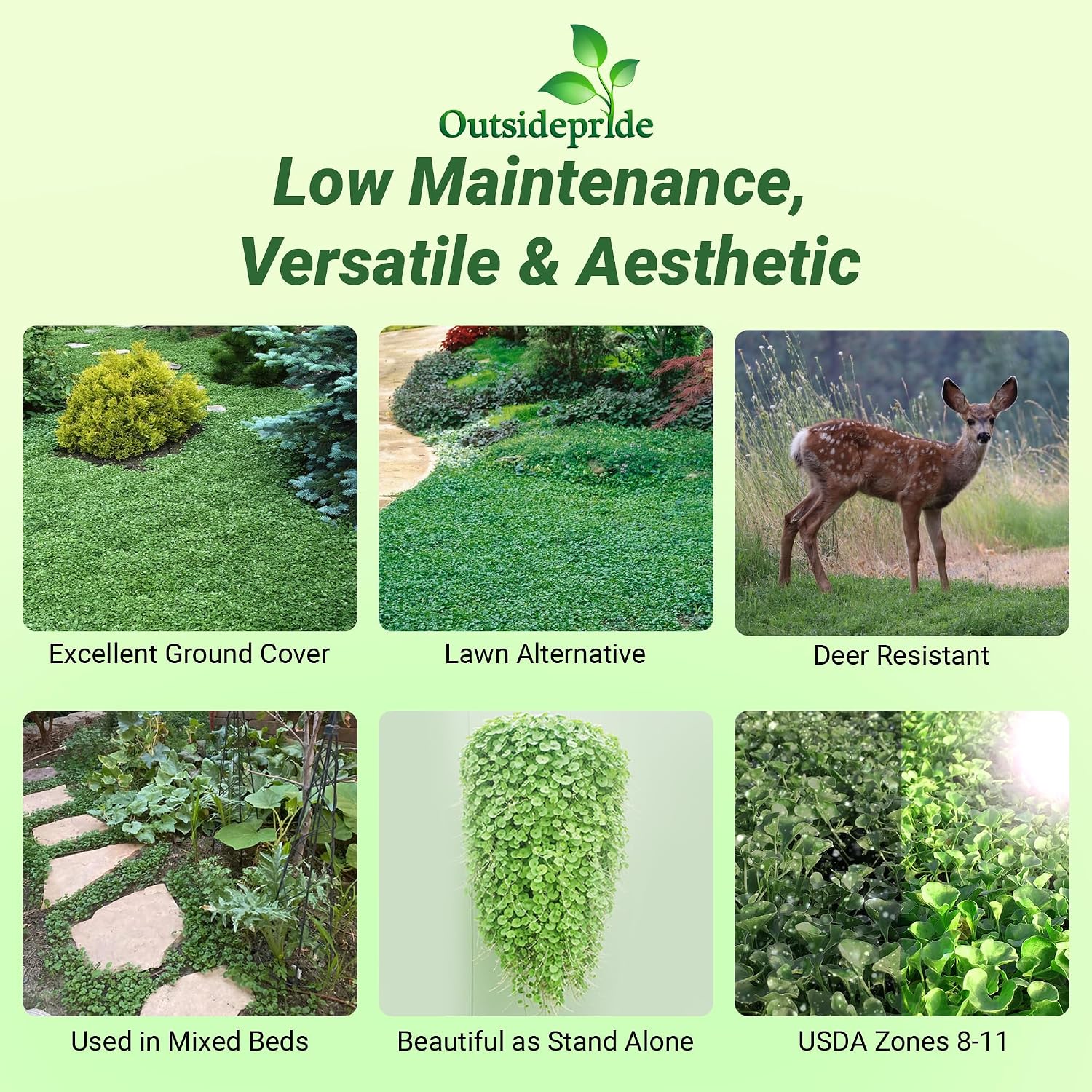 Outsidepride Perennial Dichondra Repens Seeds - 2 lbs Dense Green, Low-Maintenance Ground Cover Seeds for Planting, Ideal Lawn Alternative in Sun or Shady Areas & Erosion Control in USDA Zones 8-11
