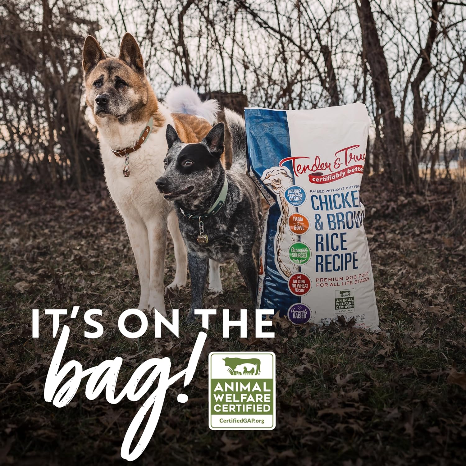 Tender & True Antibiotic-Free Chicken & Brown Rice Recipe Dog Food, 11 lb