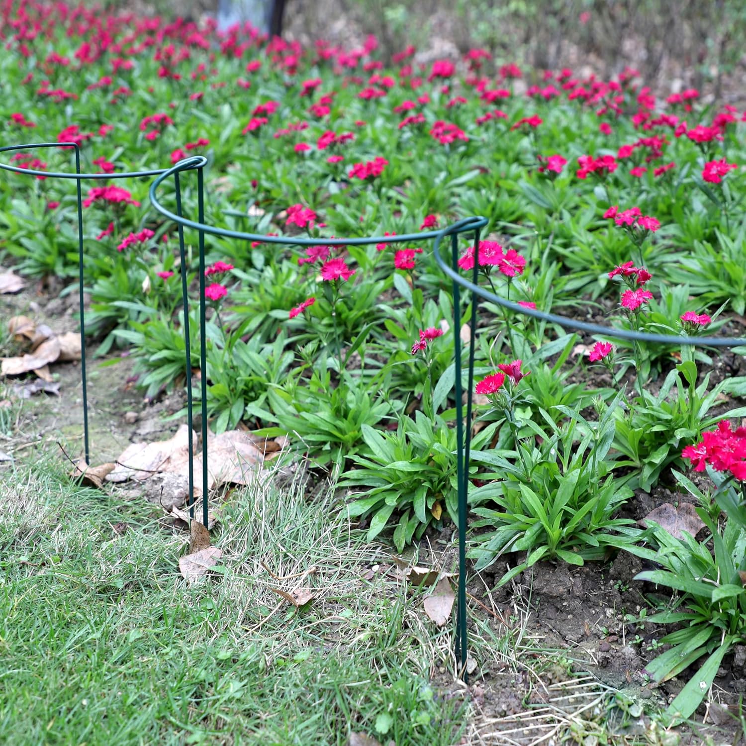 TCBWFY 10 Pack Garden Plant Support Stakes, 10" Widex16 High Heavy Duty Interlinked Half Round Peony Support Ring Cage for Indoor Outdoor Plants