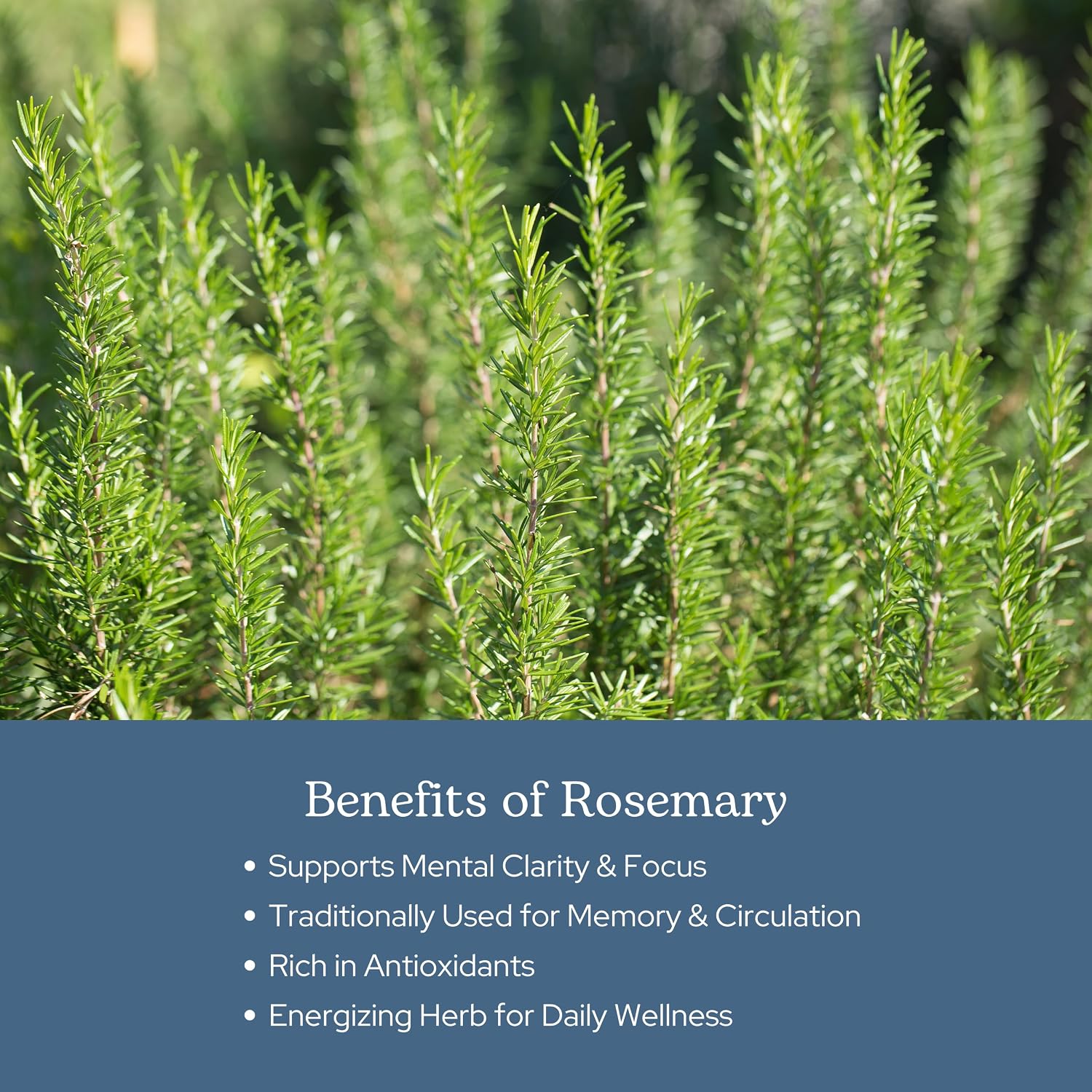 Eclectic Herb - Rosemary Capsules | Cognitive Support, Memory & Brain Health | Mood Support | Herbal Supplement | Vegan, Non-GMO, Gluten Free