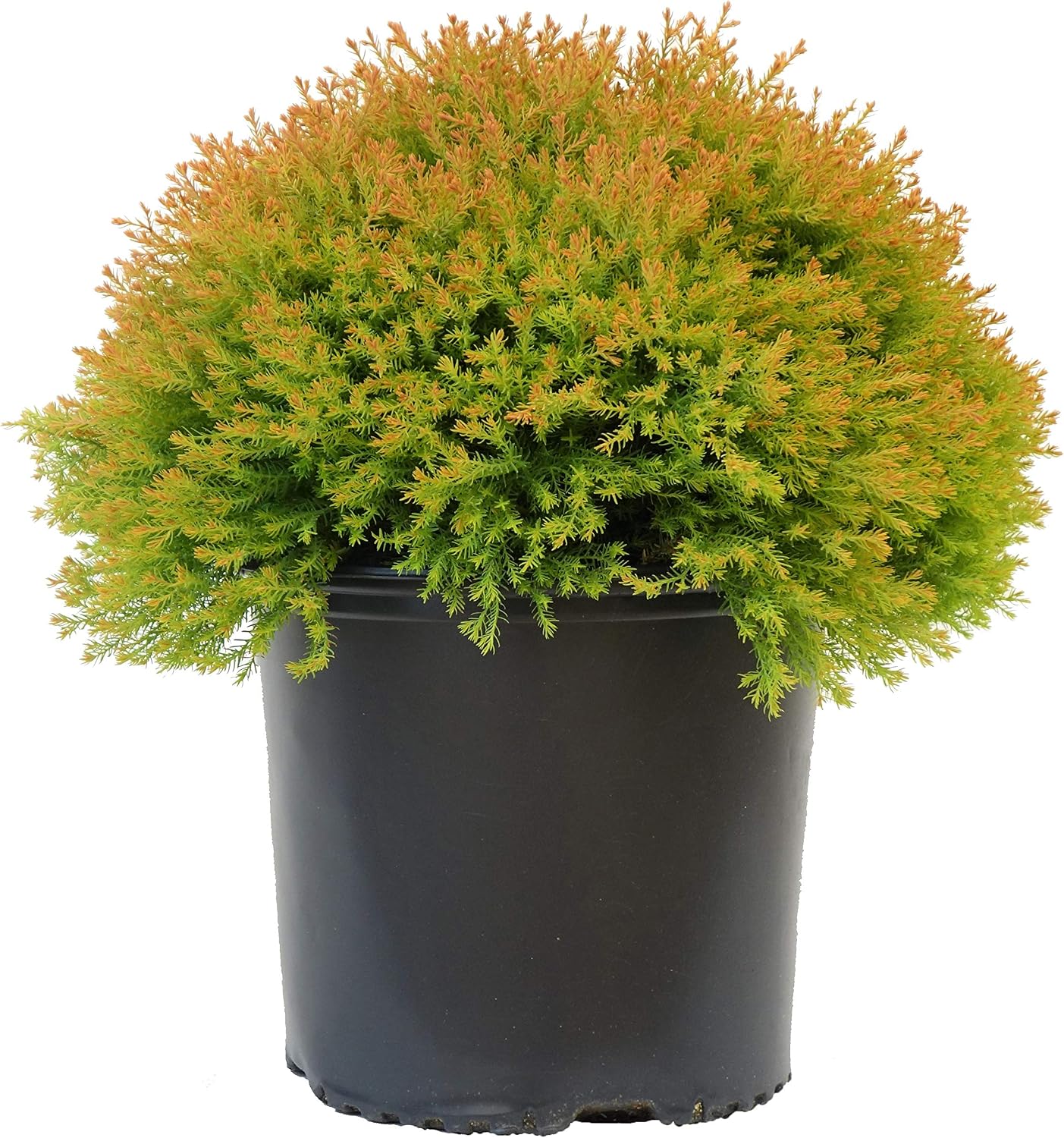 Live Plant Thuja-X Green Giant Evergreen Tree (Western Arborvitae), 3-Gallon Fully Potted Plant from Green Promise Farms