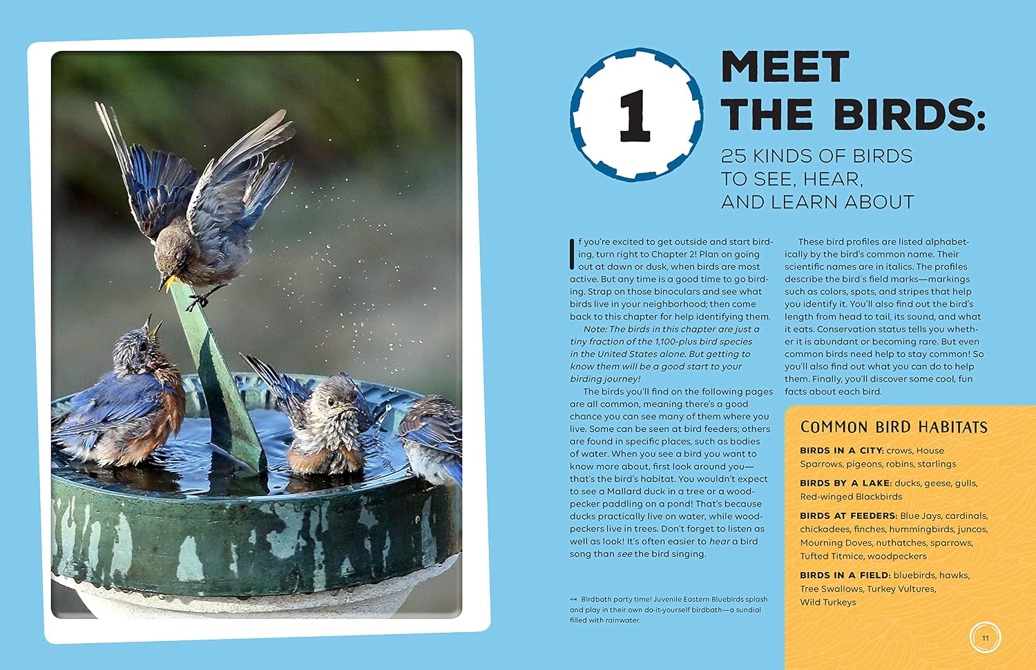 Birding Adventures for Kids: Activities and Ideas for Watching, Feeding, and Housing Our Feathered Friends