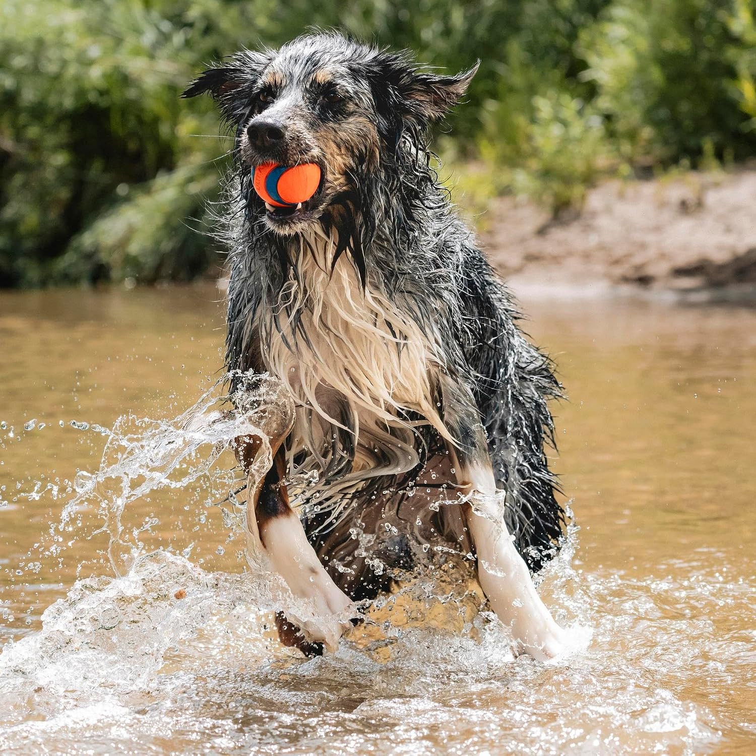 Chuckit! Ultra Ball Dog Toy - Size Large - For Dogs 60-100 lbs - Made from Durable Rubber - Super Bouncy - Floats in Water - 3-inch Diameter - Pack of 1
