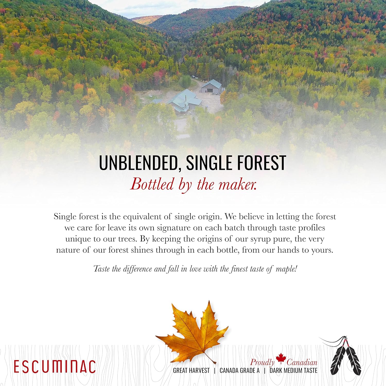 Escuminac Canadian Maple Syrup, Late Harvest Dark Robust Taste, Pure & Organic. Mini Glass Bottles 12 x 50ml, Bulk Format for Party Favors, Wedding