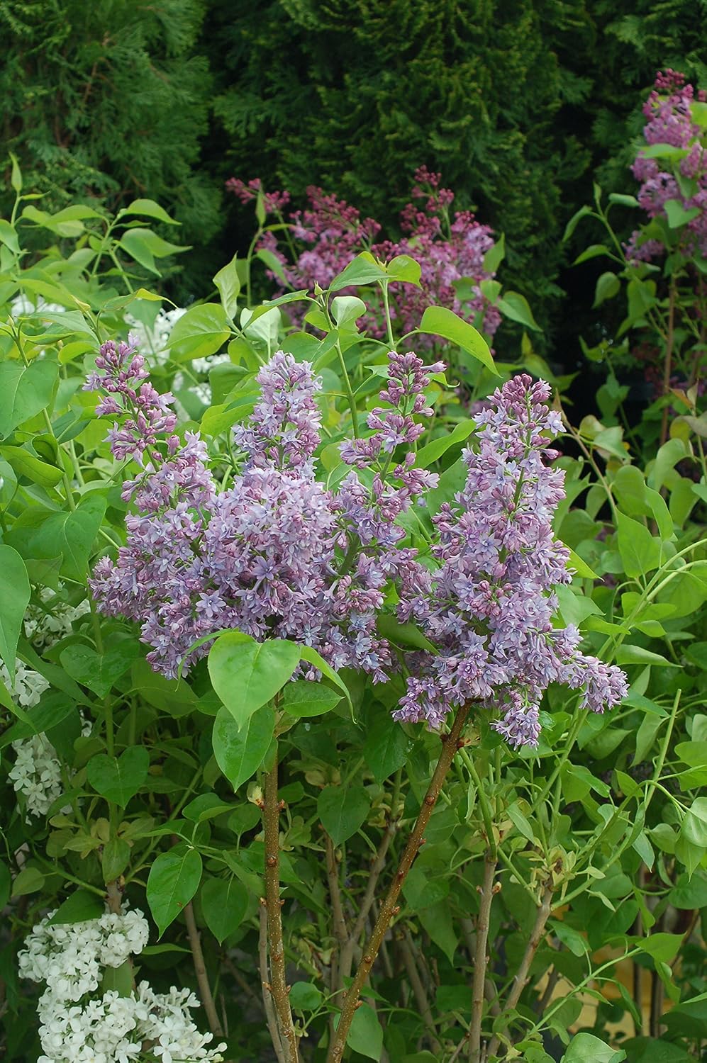 Proven Winners - Syringa x Bloomerang Dark Purple (Reblooming Lilac) Shrub, dark purple flowers, #3 - Size Container