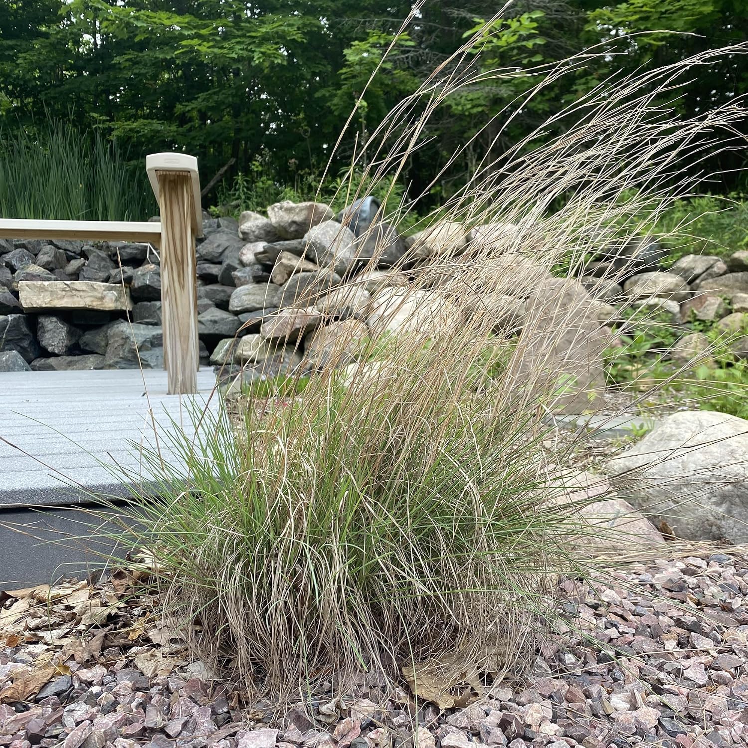 Outsidepride Perennial Little Bluestem Grass Seed - 1 lb. Warm Season, Drought Resistant, Long-Lived Native Prairie Grass Seed, Ideal for Erosion Control, Ornamental Landscaping & Wildlife Gardens
