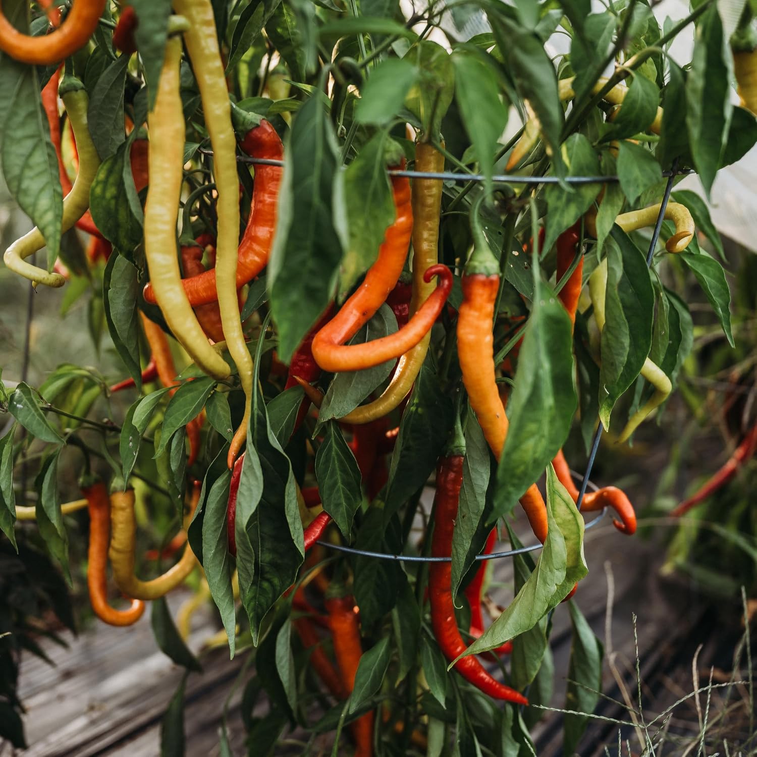 Surmeli Turkish Sweet Pepper - 25 Seeds - Rare Heirloom Turkish Pepper, USA-Grown