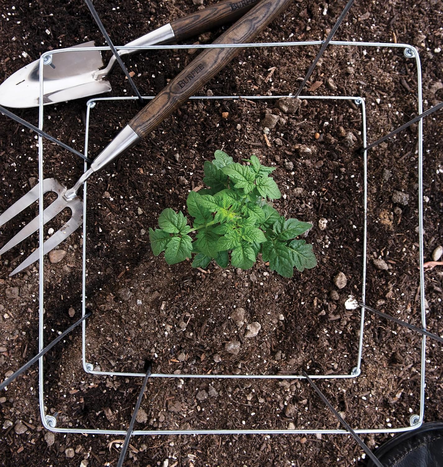 Burpee Medium Heavy Gauge Tomato Cage | 3 Cages for Plant Support in Garden | 14" x 14" x 48" | Made in The USA| Grow Healthier