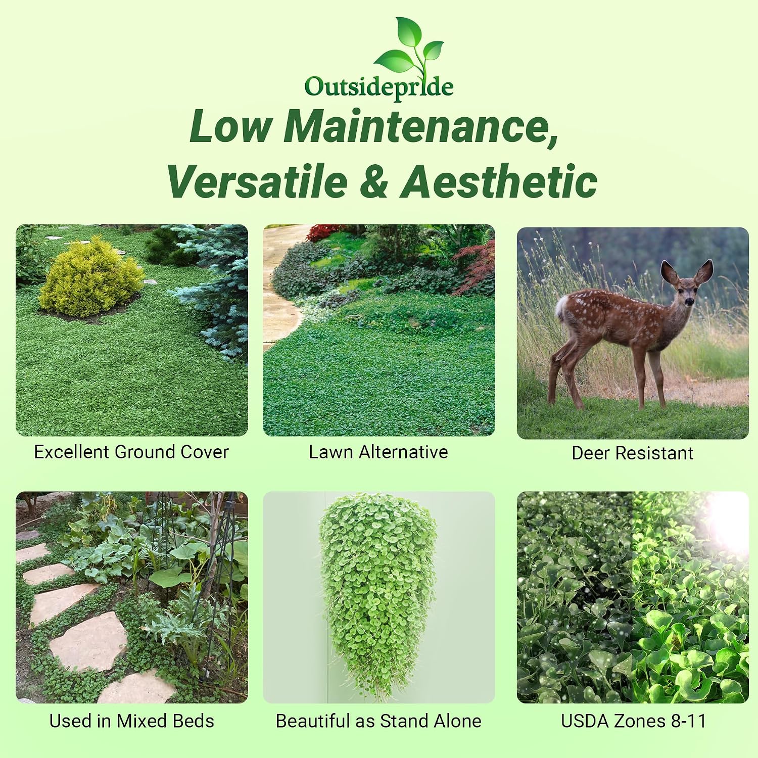 Outsidepride Perennial Dichondra Repens Seeds - 2 lbs Dense Green, Low-Maintenance Ground Cover Seeds for Planting, Ideal Lawn Alternative in Sun or Shady Areas & Erosion Control in USDA Zones 8-11