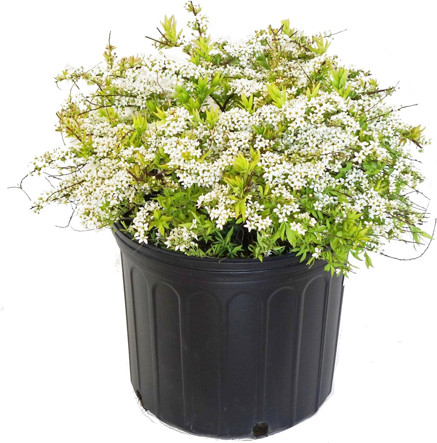 Proven Winners - Spiraea jap. Double Play Gold (Spirea) Shrub, , #3 - Size Container