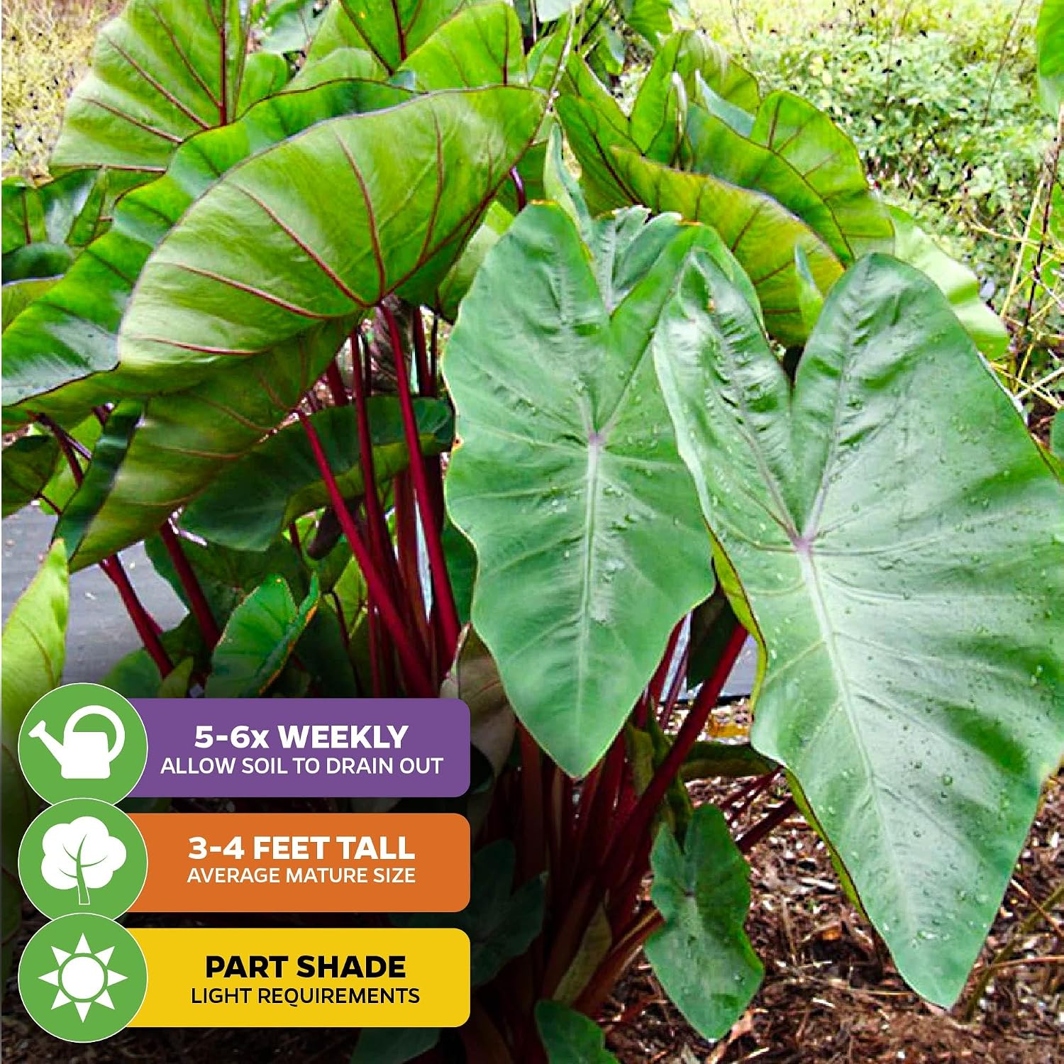 Thailand Giant Elephant Ear Live Plant - Colocasia gigantea by Wellspring Gardens - Elephant Ear Plant, Colocasia Gigantea, Elephant Ear Plant Live, Exotic Elephant Plant, Tropical Garden Design Ideas