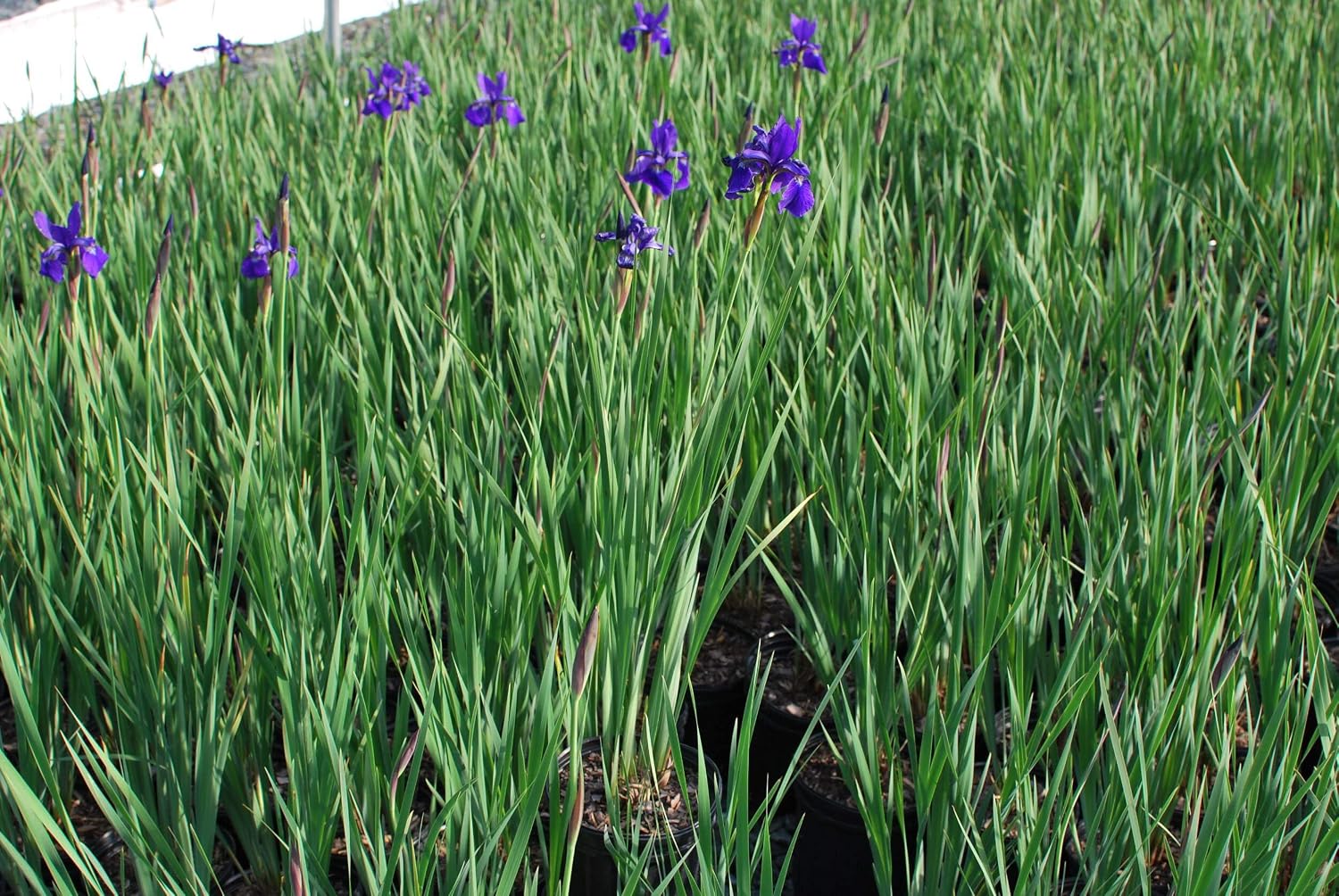 Iris s. 'Caesar's Brother' (Siberian) Perennial, Size-#1 Container, Deep Blue-Violet Flowers