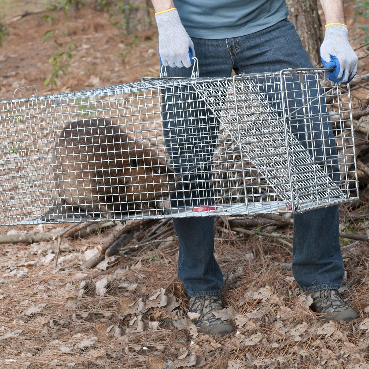 Havahart X-Large 1-Door Humane Animal Trap for Armadillos, Beavers, Bobcats, Cats, Dogs, Foxes, Groundhogs, Opossums, Racoons