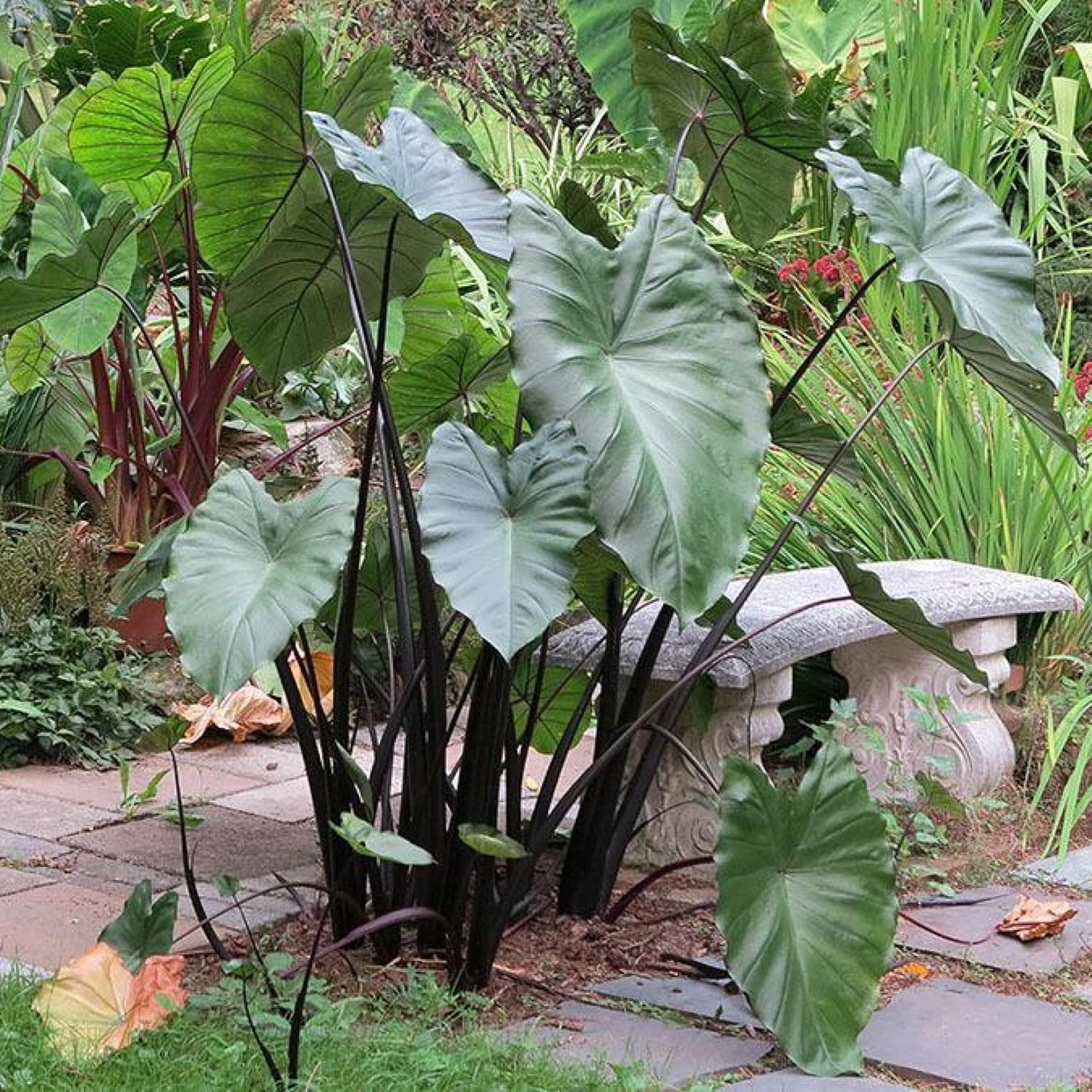 ‘Black Magic’ Taro, a Great Live Pond Plant for Your Water Garden. Filters The koi and Goldfish Pond. Good for Bogs