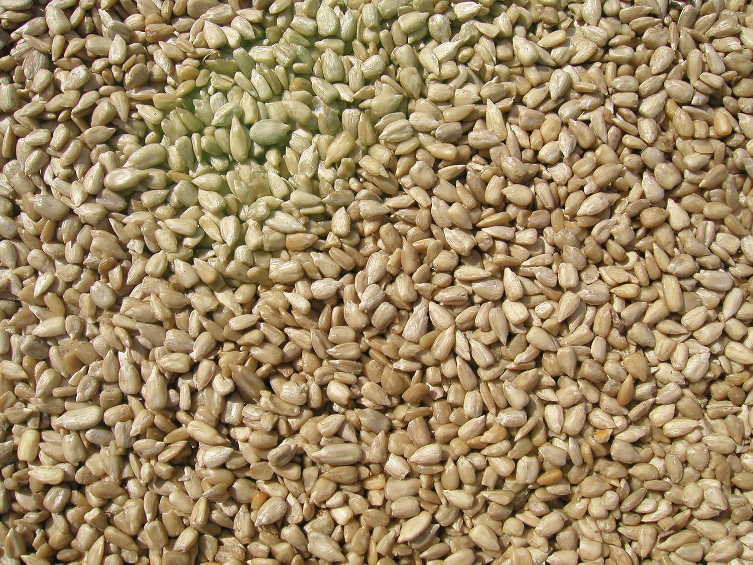 Cole's SM20 Sunflower Meats Bird Seed, 20-Pound