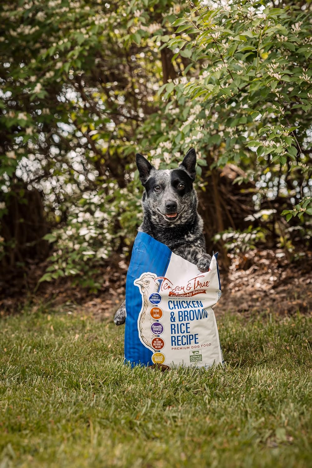 Tender & True Antibiotic-Free Chicken & Brown Rice Recipe Dog Food, 11 lb