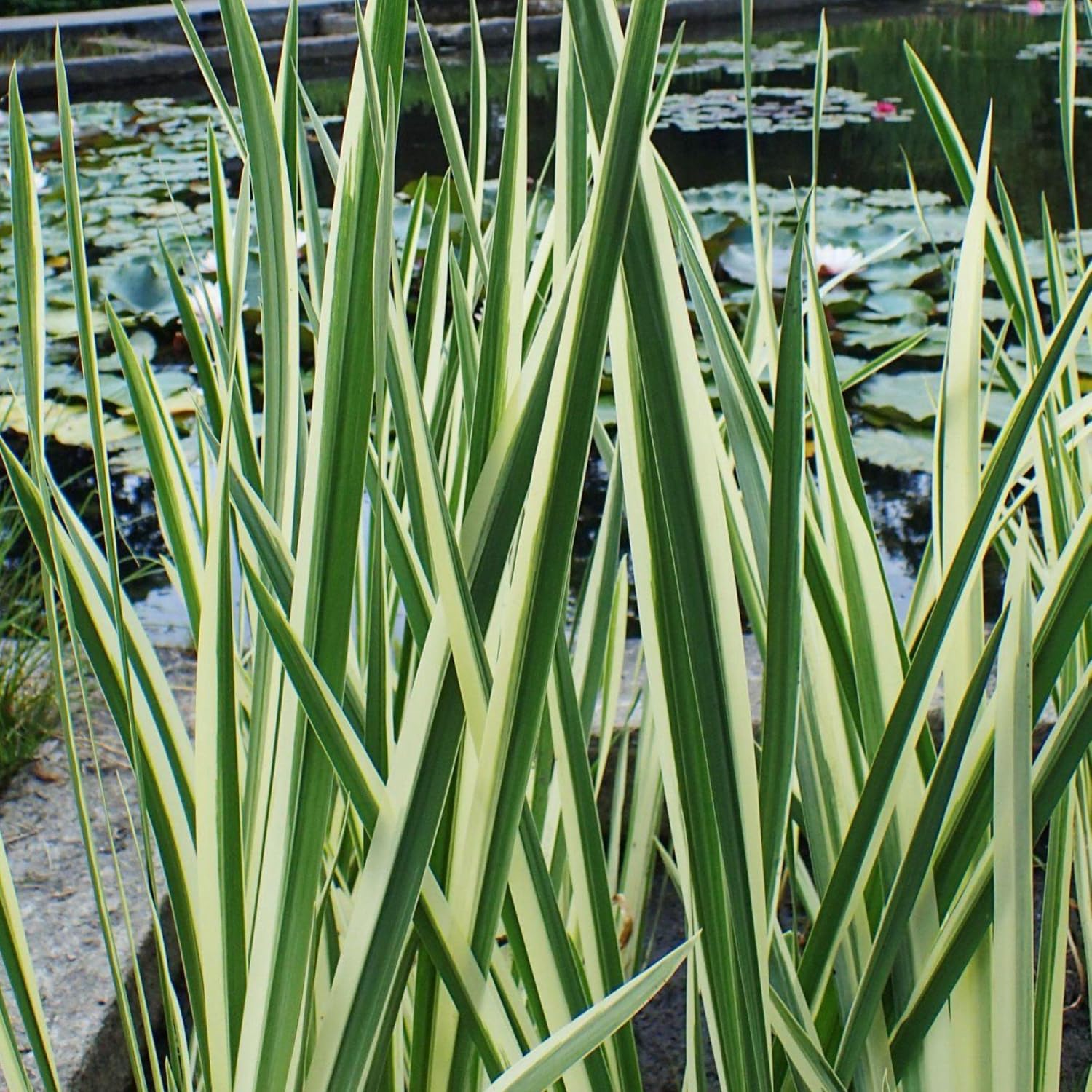 ‘Black Magic’ Taro, a Great Live Pond Plant for Your Water Garden. Filters The koi and Goldfish Pond. Good for Bogs