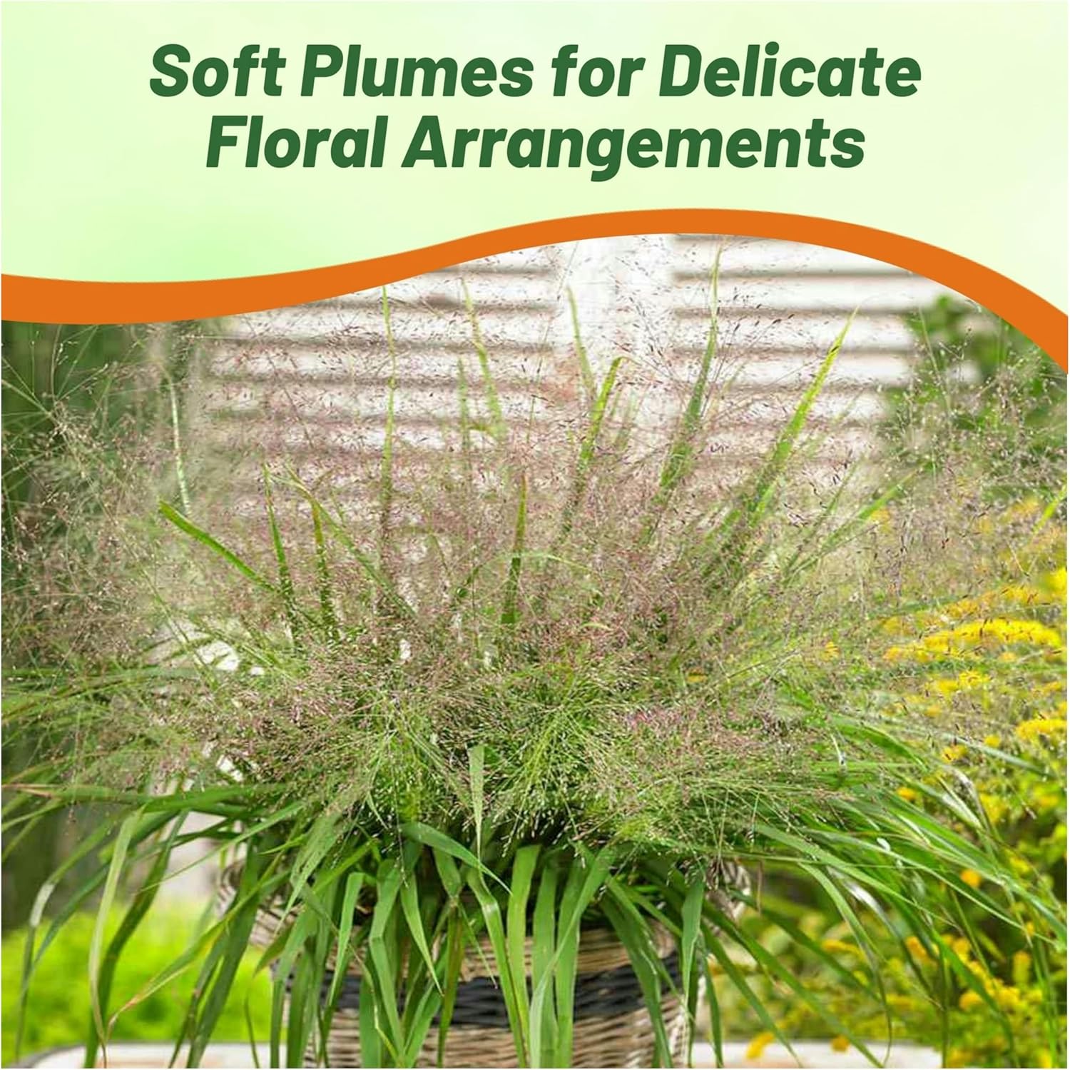 Outsidepride 500 Seeds Perennial Eragrostis Spectabilis Ornamental Love Grass Seed for Planting