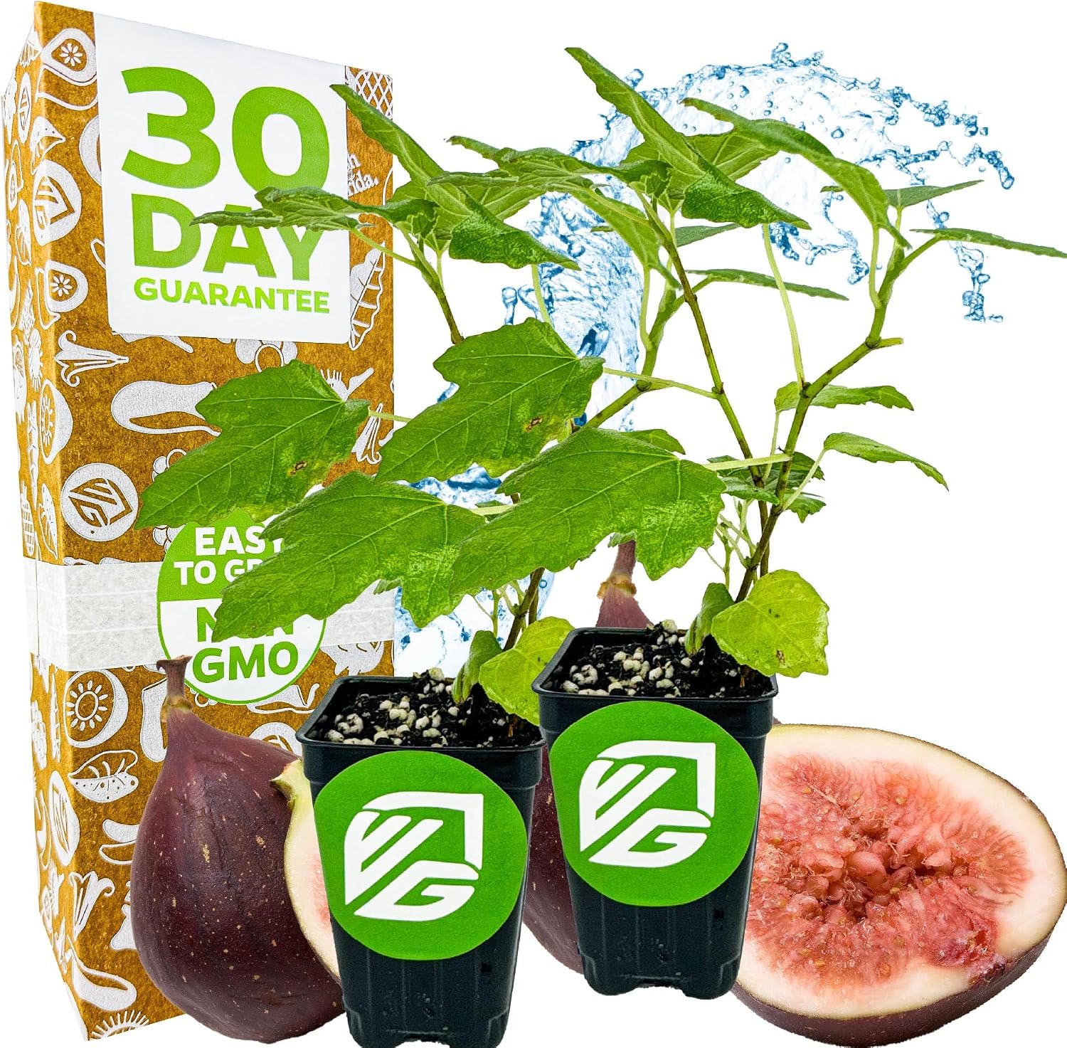 Chicago Hardy Fig Tree (1-Pack) Live Starter Plant by Wellspring Gardens | Ficus carica | Hardy & Fruitful | Ideal for Gardens | Purple-Skinned Fig | Edible Landscape Plant | Food forest