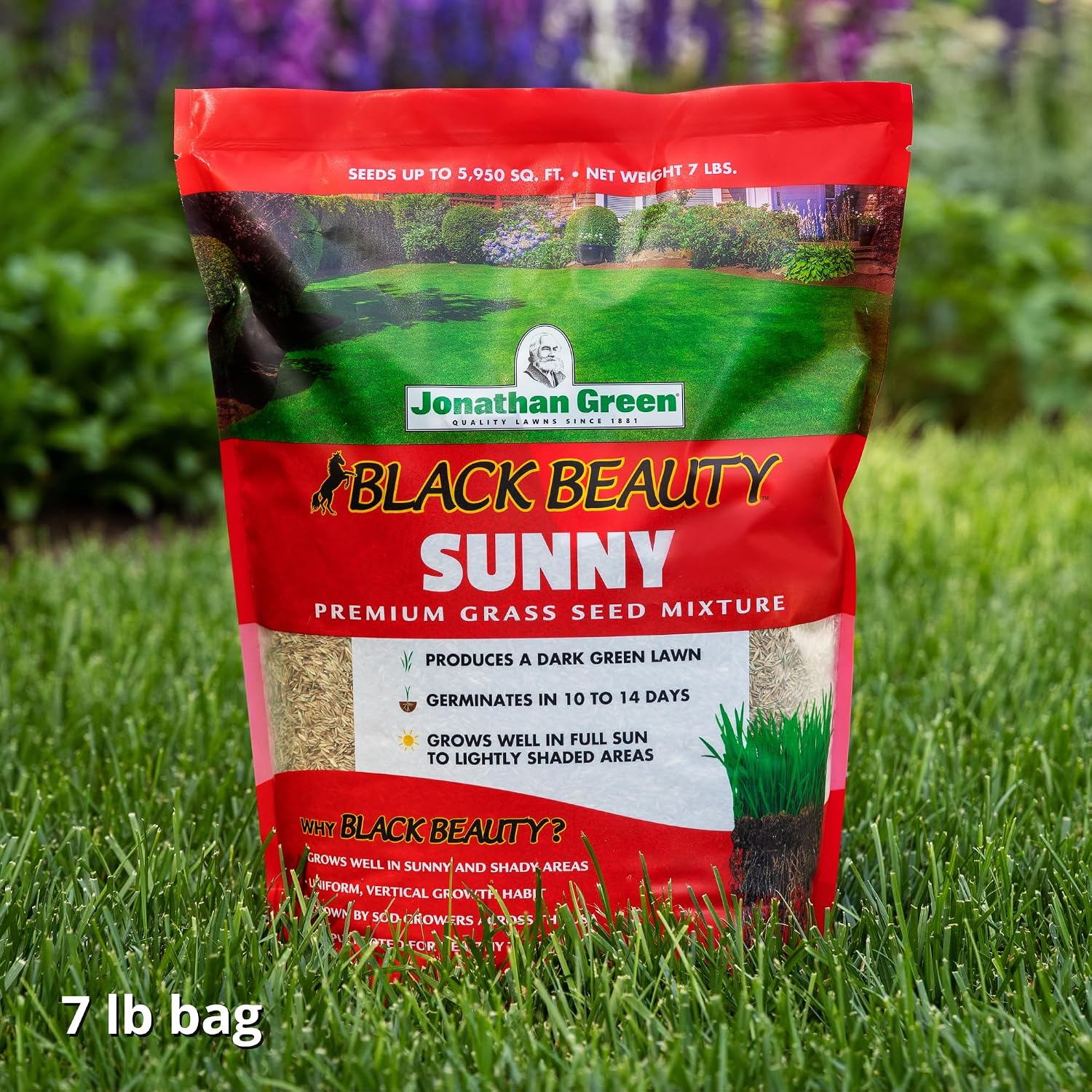 Jonathan Green (10895) Black Beauty Sunny Grass Seed - Cool Season Lawn Seed (1 lb)