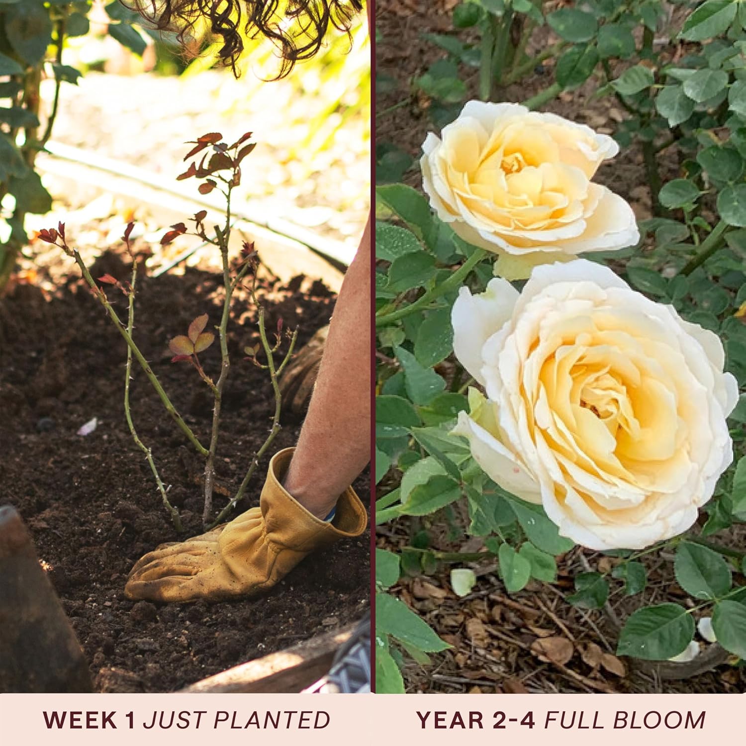 Heirloom Floribunda Roses, Live Own Root Plant, Julia Child™ | Moderately Fragrant, Hardiness Zones: 6-10, Continual Blooming,For Outdoor Gardens, Planters, and Pots