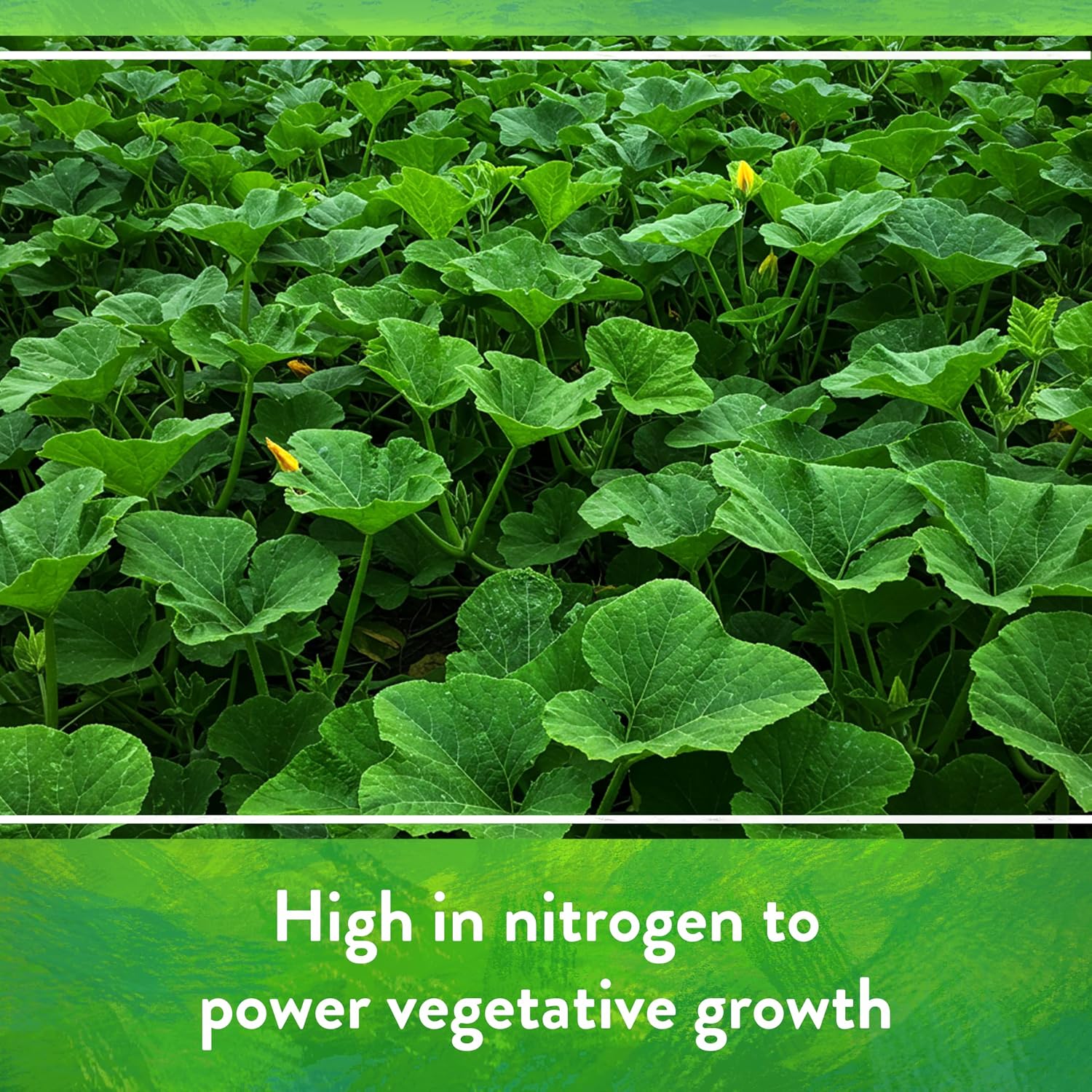 Down To Earth All Natural Fertilizers Organic Bat Guano - 7-3-1, 0.25 lb | High Nitrogen Plant Food for Rapid Vegetative Growth, Fast-Acting in Vegetable Gardens, Flower Gardens